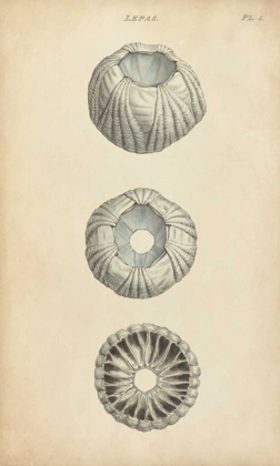 Picture of CYLINDRICAL SHELLS I