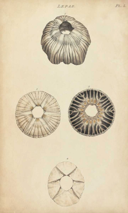 Picture of CYLINDRICAL SHELLS II
