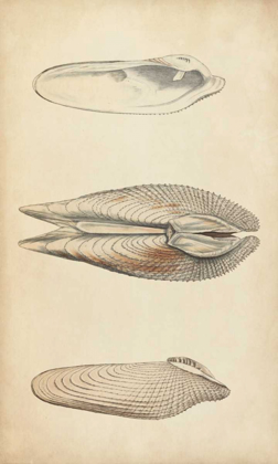 Picture of MARINE MOLLUSK I