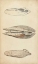 Picture of MARINE MOLLUSK I