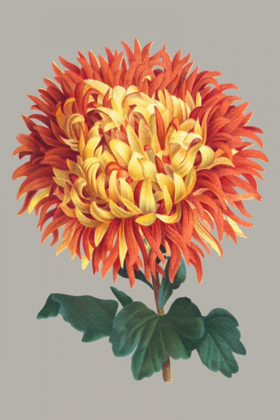 Picture of CHRYSANTHEMUM ON GRAY I