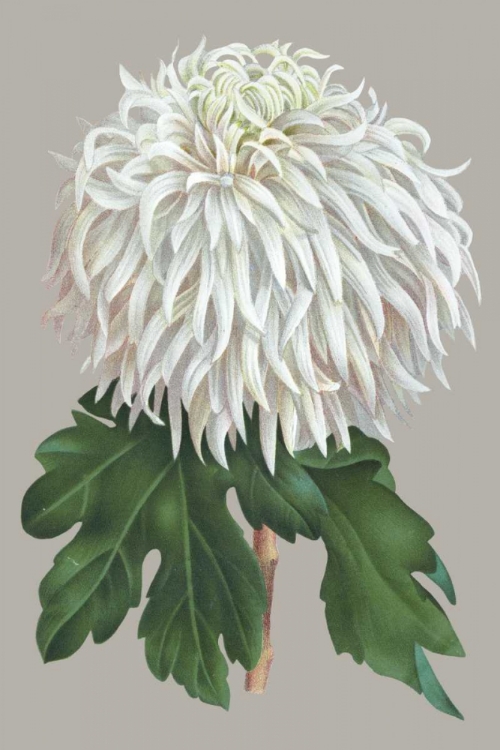 Picture of CHRYSANTHEMUM ON GRAY II