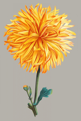 Picture of CHRYSANTHEMUM ON GRAY IV
