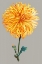 Picture of CHRYSANTHEMUM ON GRAY IV