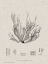 Picture of CHARCOAL AND LINEN SEAWEED I