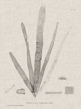 Picture of CHARCOAL AND LINEN SEAWEED II