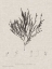 Picture of CHARCOAL AND LINEN SEAWEED IV