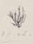 Picture of CHARCOAL AND LINEN SEAWEED VI