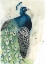 Picture of WATERCOLOR PEACOCK PORTRAIT I