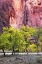 Picture of CANYON COTTONWOODS