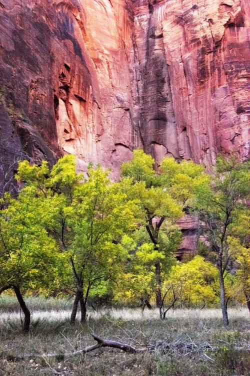 Picture of CANYON COTTONWOODS