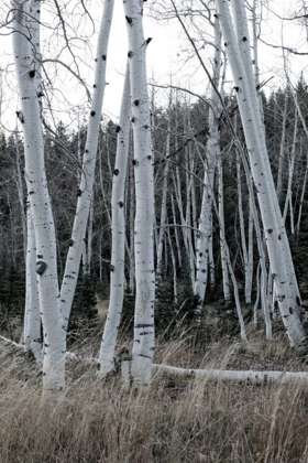 Picture of PALE BARK I