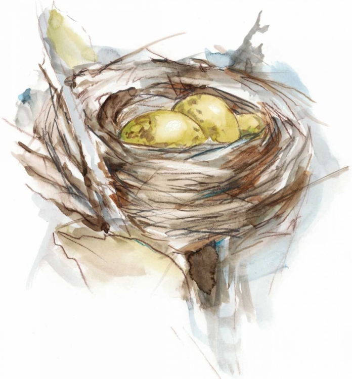 Picture of BIRD NEST STUDY III