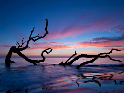 Picture of DRIFTWOOD BEACH