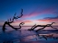 Picture of DRIFTWOOD BEACH