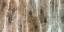 Picture of LIVE EDGE II