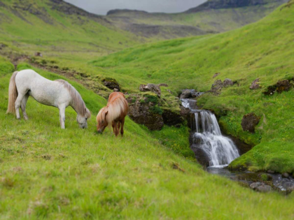 Picture of ICELANDIC HORSES I