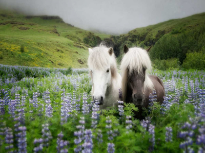 Picture of ICELANDIC HORSES III