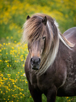 Picture of ICELANDIC HORSES V