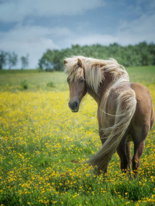 Picture of ICELANDIC HORSES VIII