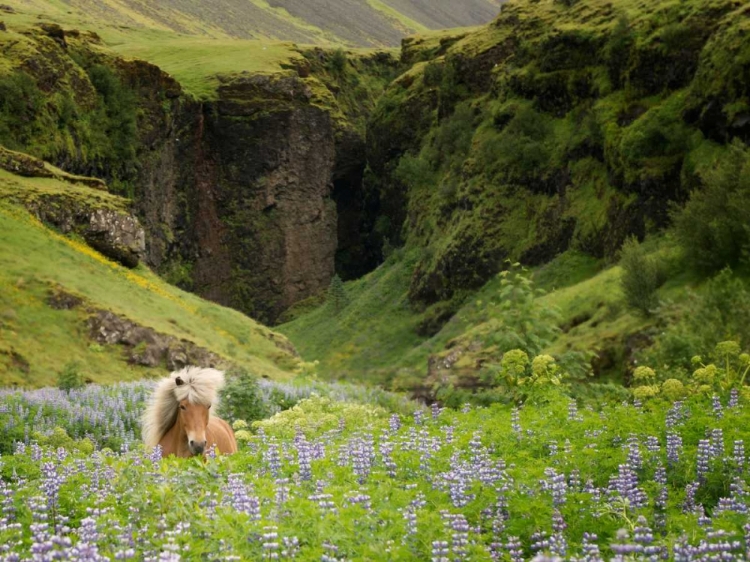 Picture of ICELANDIC HORSES XI