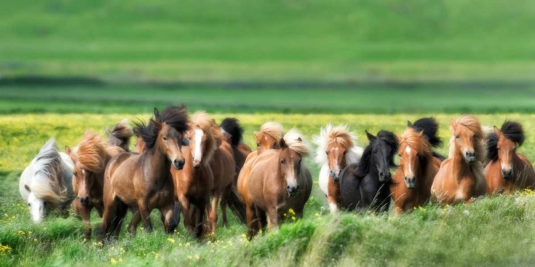 Picture of ICELANDIC HORSES XII