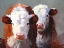 Picture of BUDDIES
