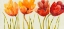 Picture of ROW OF TULIPS I