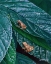 Picture of SPRING PEEPERS II