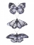 Picture of MONOCHROME BUTTERFLIES II