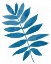 Picture of INDIGO BOTANICA V