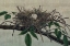 Picture of NESTING III