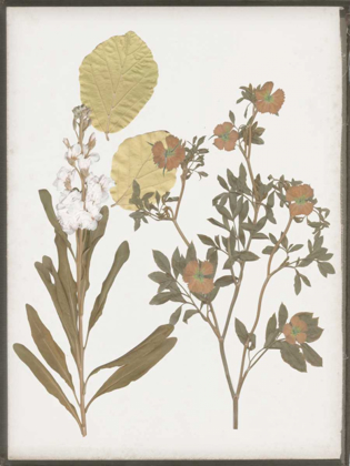 Picture of BOOK-PRESSED FLOWERS I