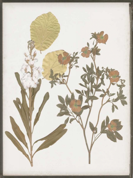 Picture of BOOK-PRESSED FLOWERS I