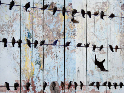 Picture of BIRDS ON WOOD IV