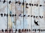 Picture of BIRDS ON WOOD IV