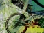 Picture of MOUNTAIN BIKE