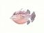 Picture of WATERCOLOR TROPICAL FISH II