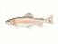 Picture of WATERCOLOR DEEP SEA FISH II