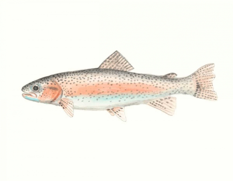 Picture of WATERCOLOR DEEP SEA FISH II