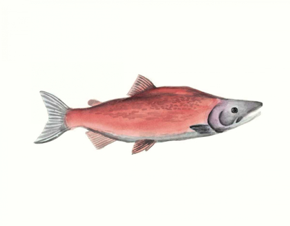 Picture of WATERCOLOR DEEP SEA FISH III