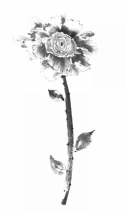 Picture of INK ROSE