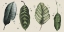 Picture of PALM LINE-UP II