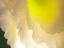 Picture of WHITE LISIANTHUS II