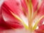 Picture of MACRO STARGAZER II