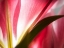 Picture of MACRO STARGAZER III