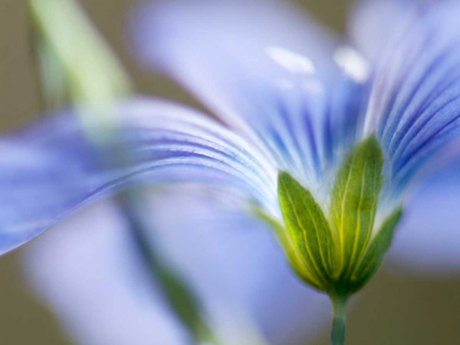 Picture of BLUE FLAX I