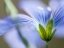 Picture of BLUE FLAX I