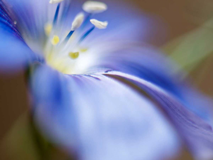 Picture of BLUE FLAX II