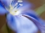 Picture of BLUE FLAX II